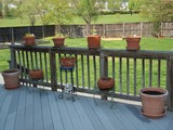 herb garden in pots