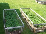 strawberry beds