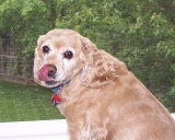 Lucy licking her chops