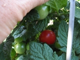 First tomato of 2010