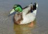 [46K] - Duck on Water - Link